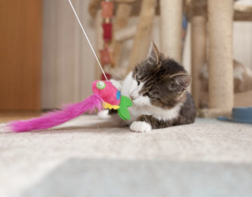 Happy cat toy