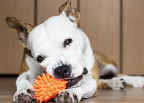 Happy dog toy